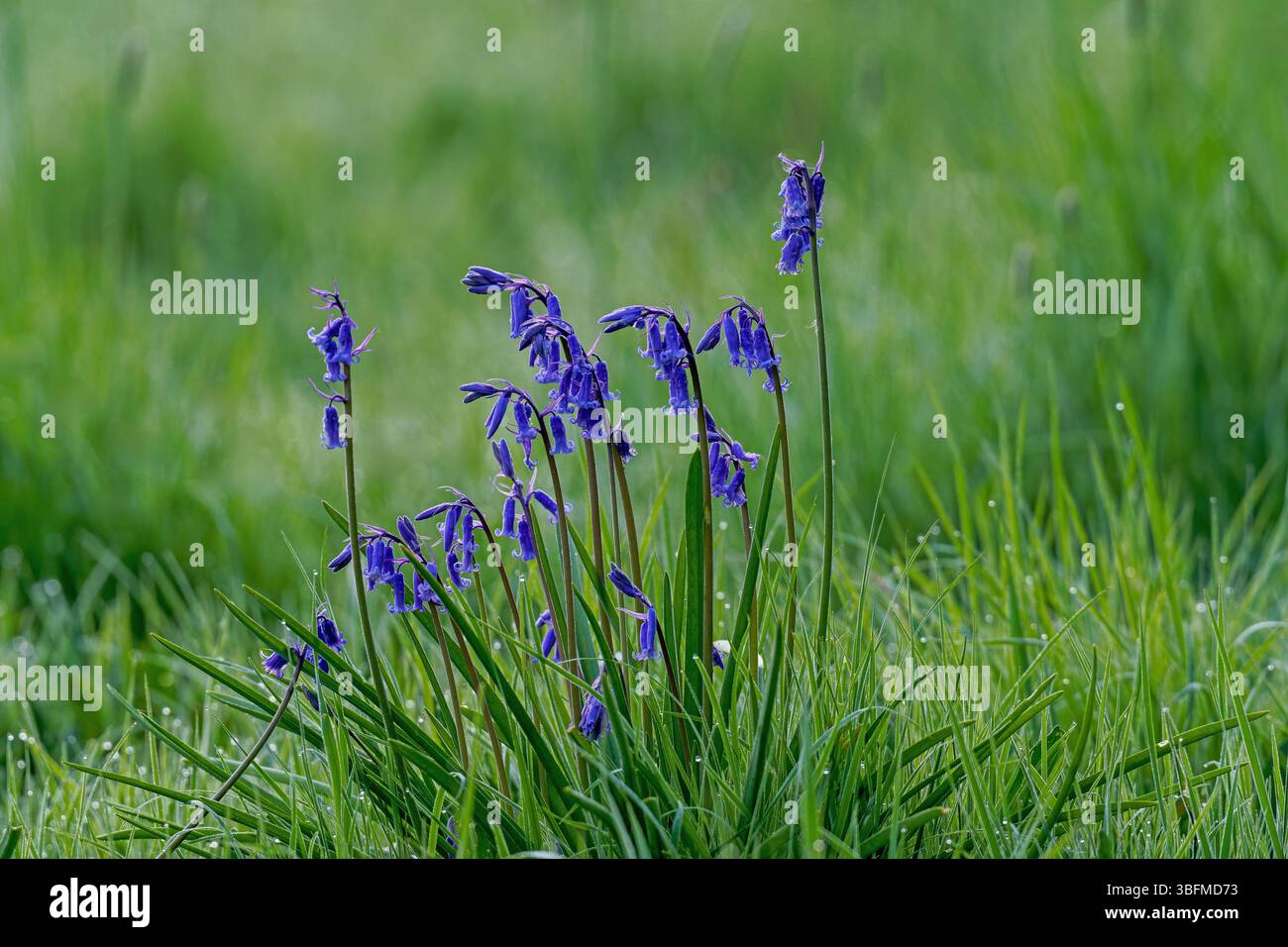 Bluebells-Hyacinthoides non-scripta. Foto Stock