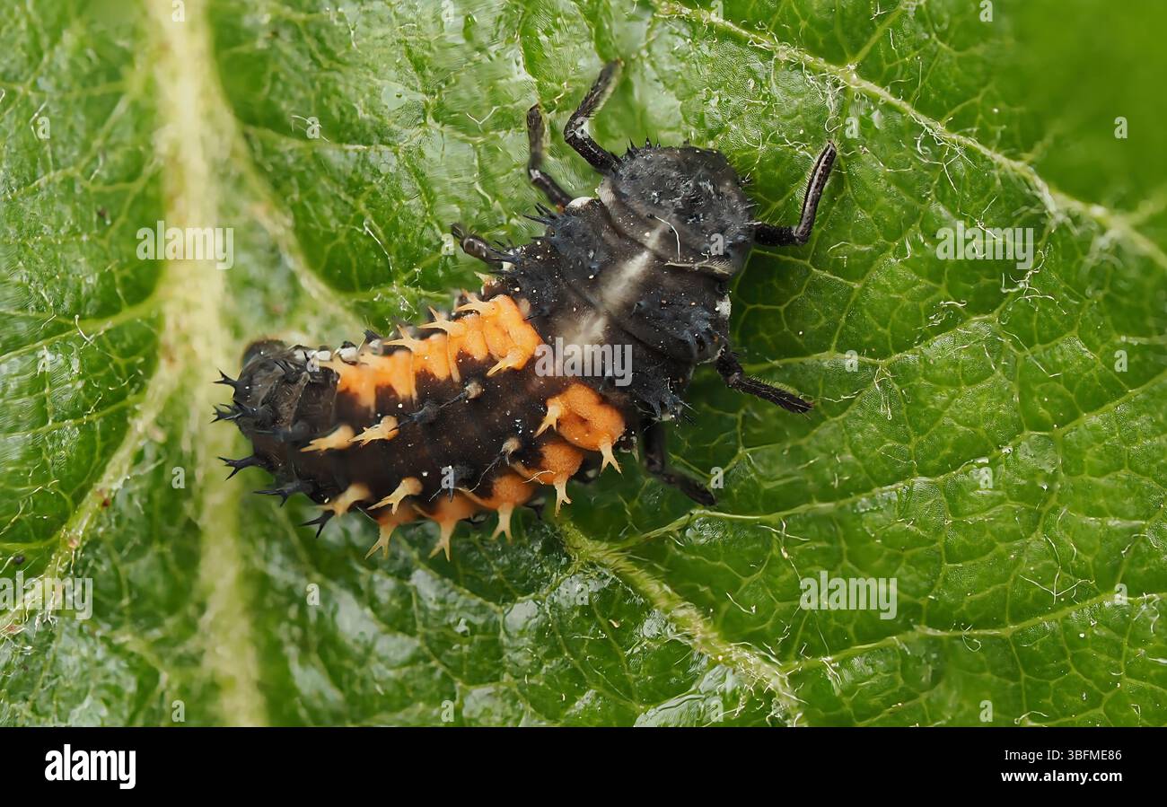Fase iniziale di sviluppo di ladybird contro una foglia verde. Foto Stock