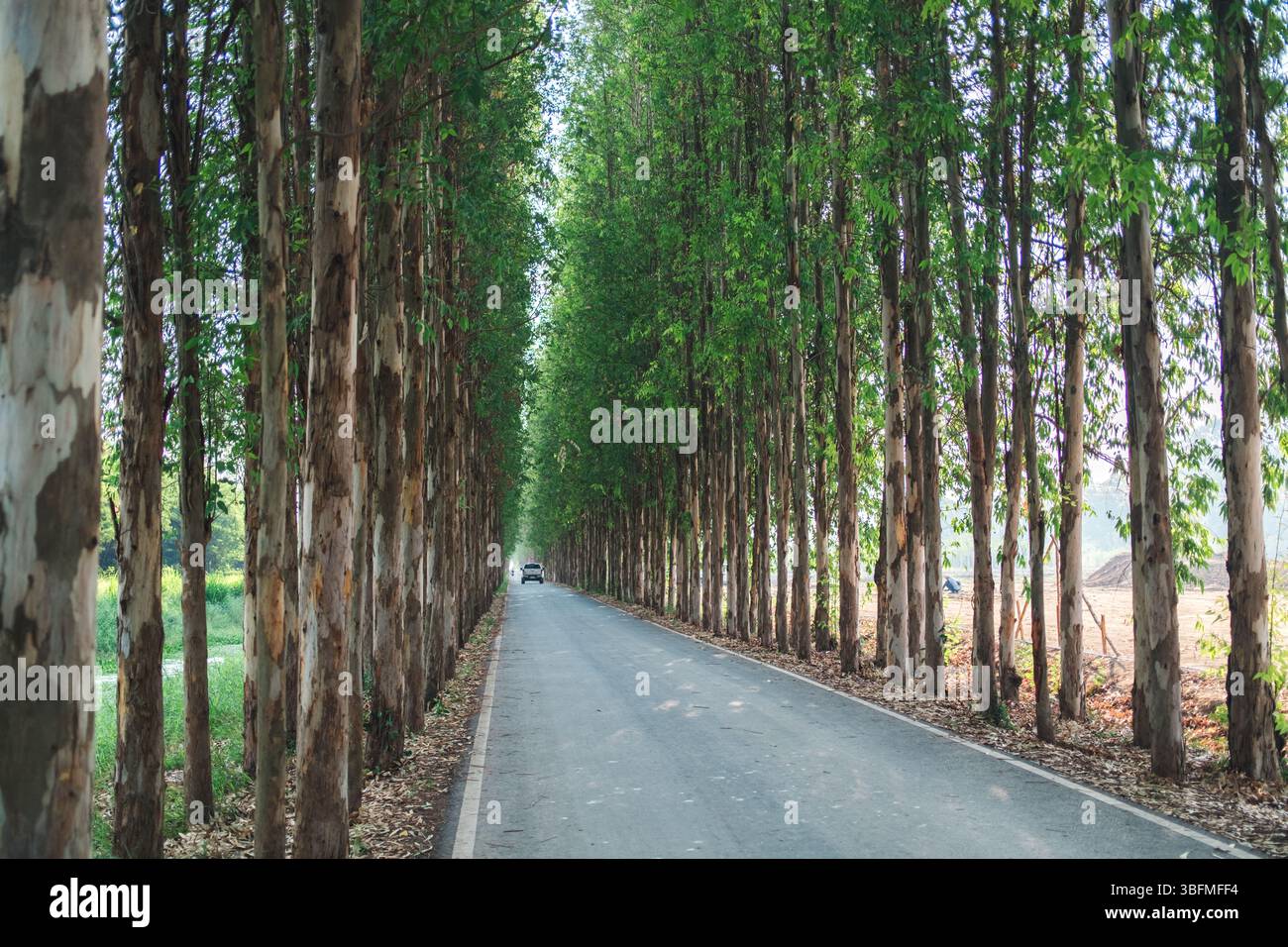 Alti alberi di eucalipto allineati in file tra asfalto. tunnel simmetrico di vegetazione alla luce del giorno nell'area agricola Foto Stock