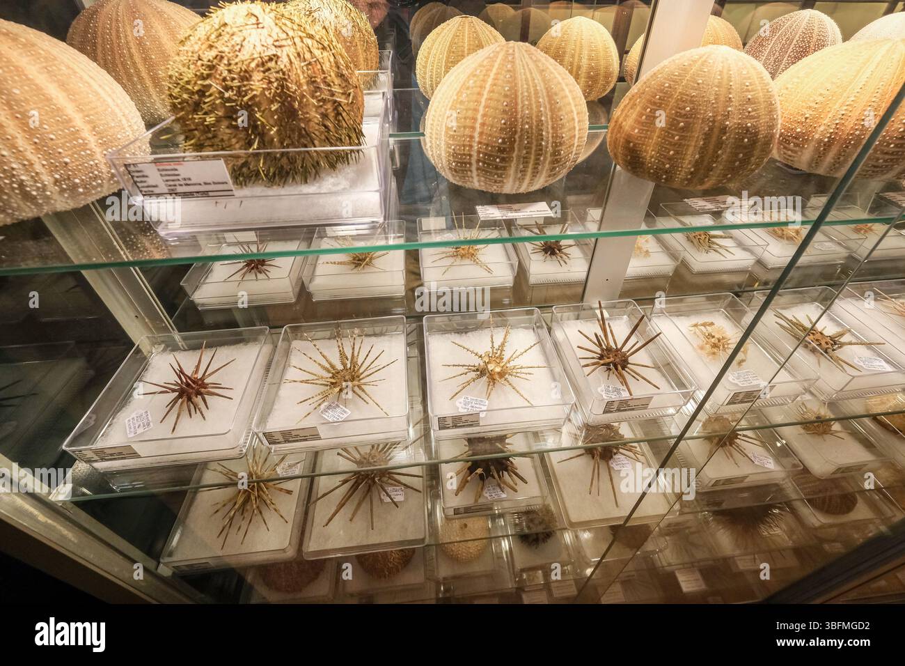 Cidaroida (ricci a matita) in una mostra al Museo Diocesano di Ciutadella, Minorca, Spagna Foto Stock