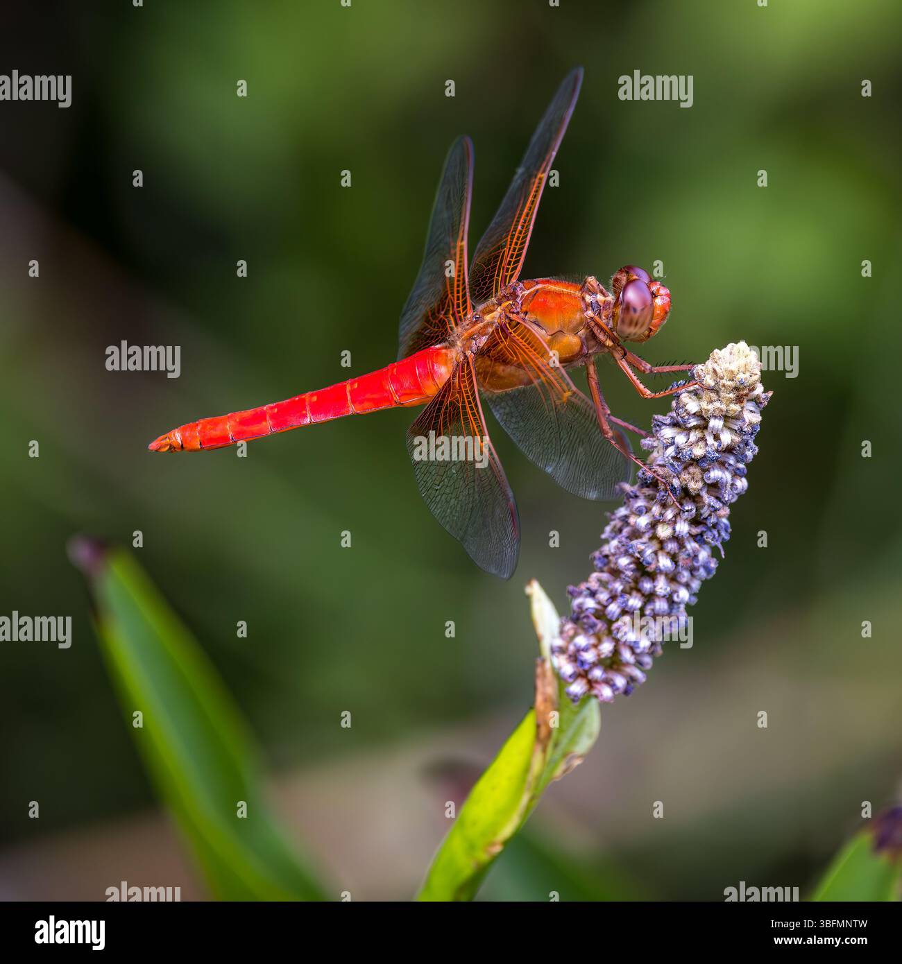 Un Bright male Neon Skimmer Foto Stock