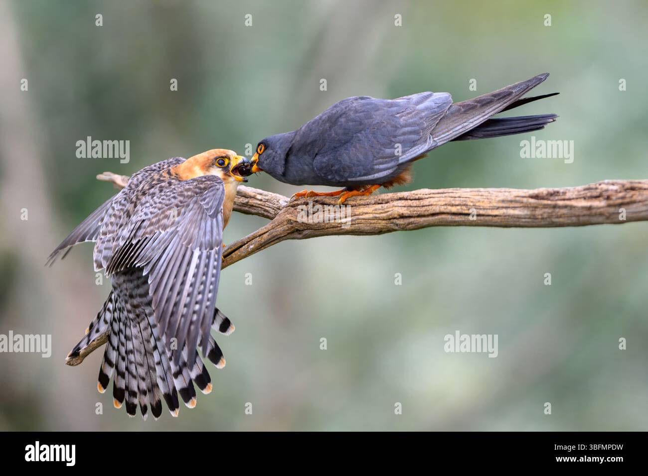 Maschio del falco dai piedi rossi (Falco vespertinus) consegna un insetto alla donna in attesa. Foto di Tiszaalpár, Ungheria. Foto Stock