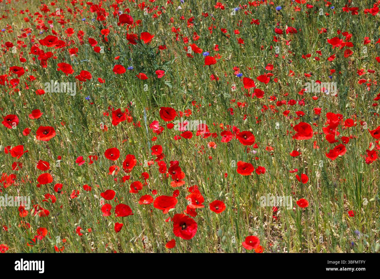 Papavero comune (Papaver rhoeas) e fiordaliso (Centaurea cyanus), Potsdam, Brandeburgo, Germania. Kaltschmohn (Papaver rhoeas) e Kornblumen (Centaure Foto Stock