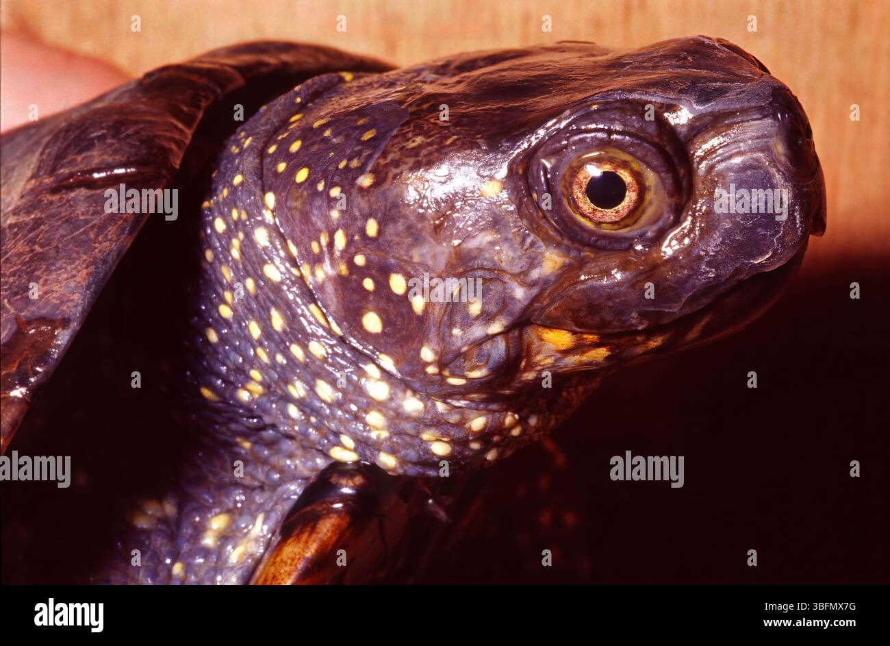 Ritratto di terrapin di stagno europeo, tartaruga di stagno europea, Emys orbicularis, Emydidae, Italia, Europa Foto Stock
