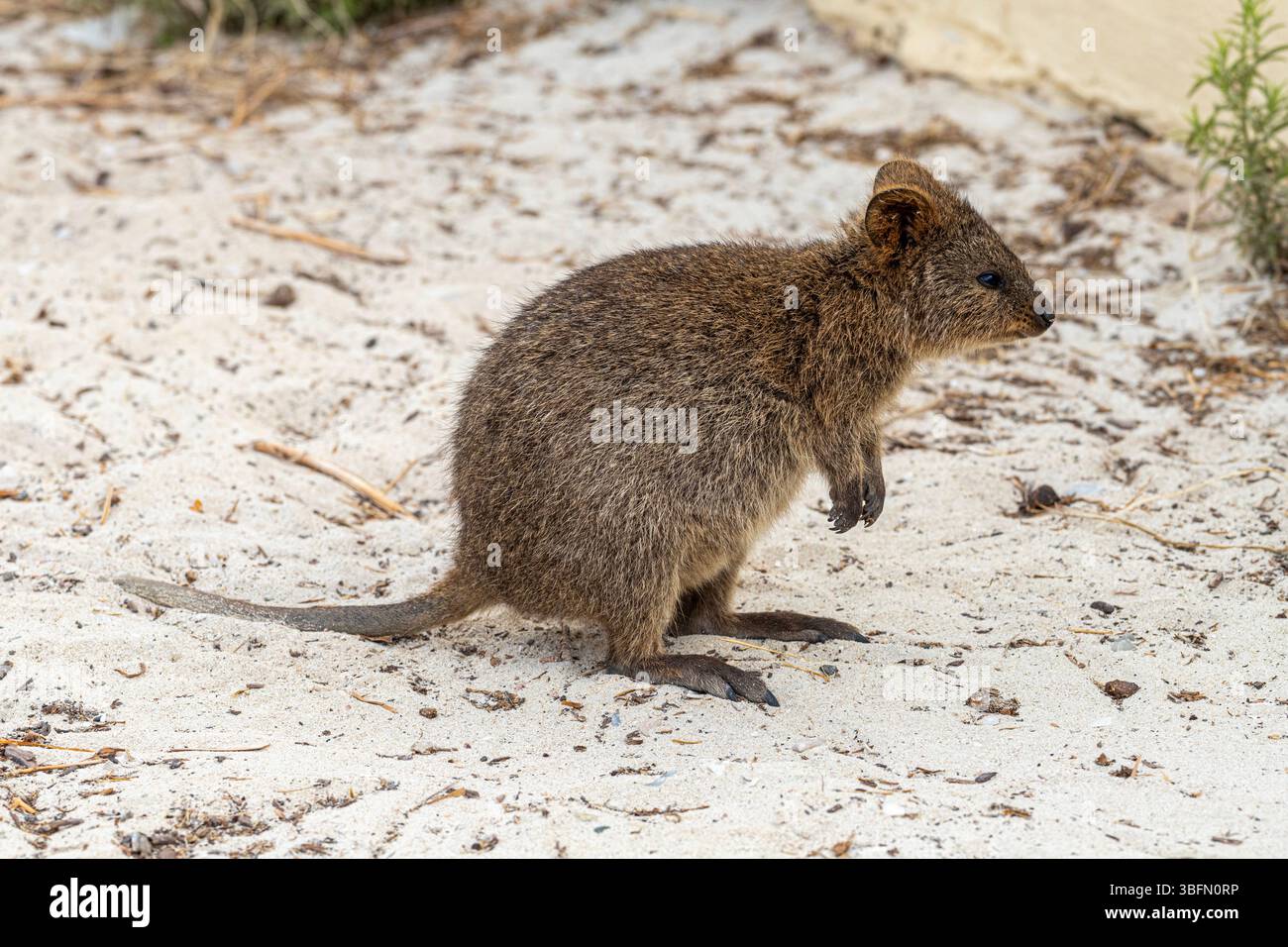 Un quokka (Setonix brachyurus) sull'isola di Rottnest, (Wadjemup) Western Australia, WA, Australia. Foto Stock