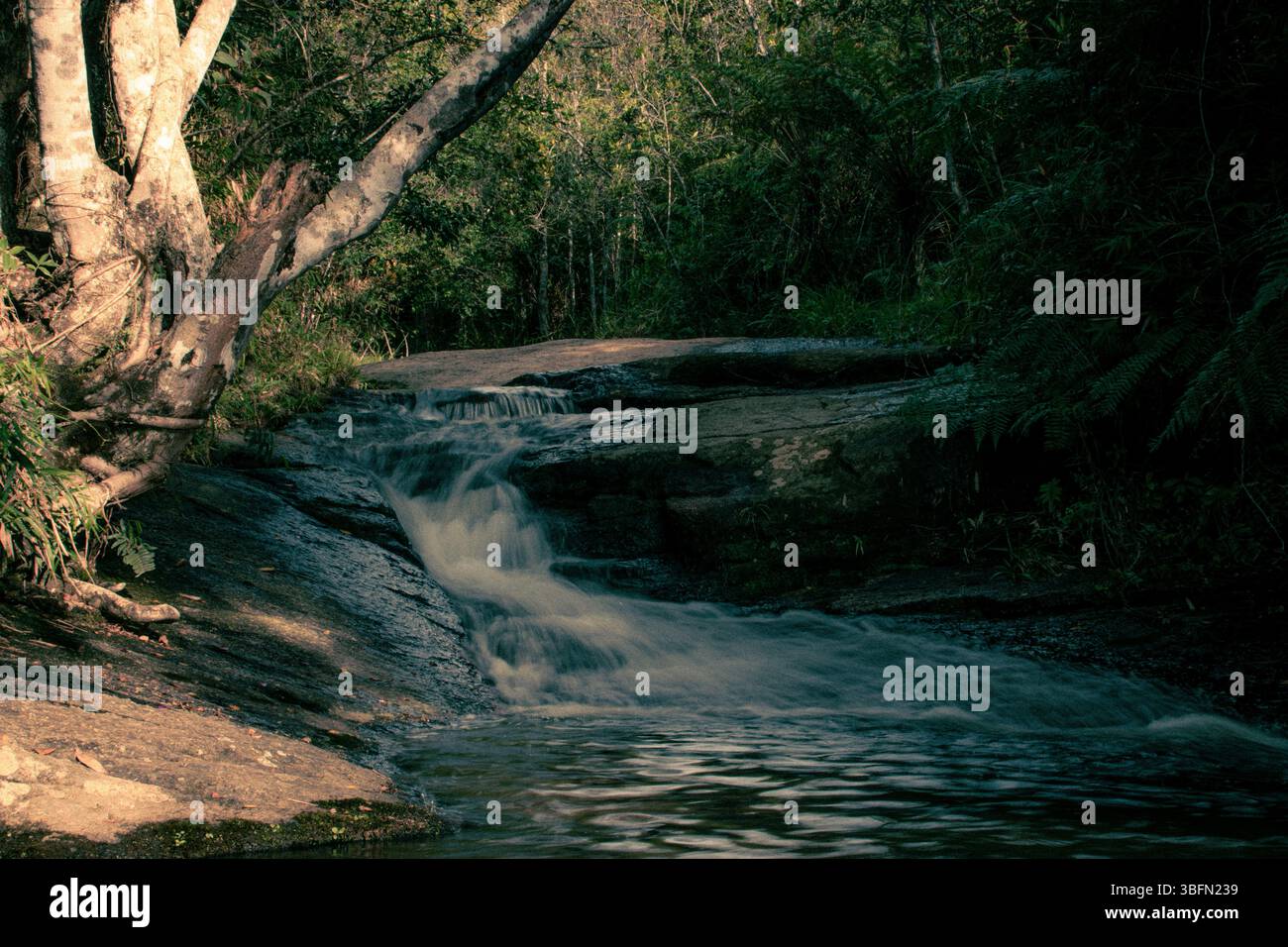 Piccola e tranquilla cascata che scorre su rocce lisce circondate da lussureggiante vegetazione della foresta in luce naturale, creando un'atmosfera tranquilla e serena. Foto Stock