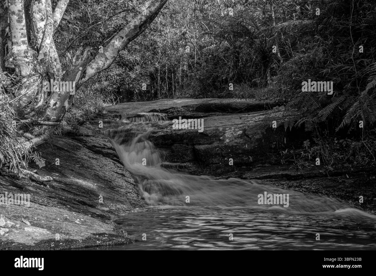 Foto in bianco e nero di una dolce cascata che scorre sulle rocce in una foresta, mettendo in risalto la consistenza, il contrasto e la bellezza senza tempo della natura. Foto Stock
