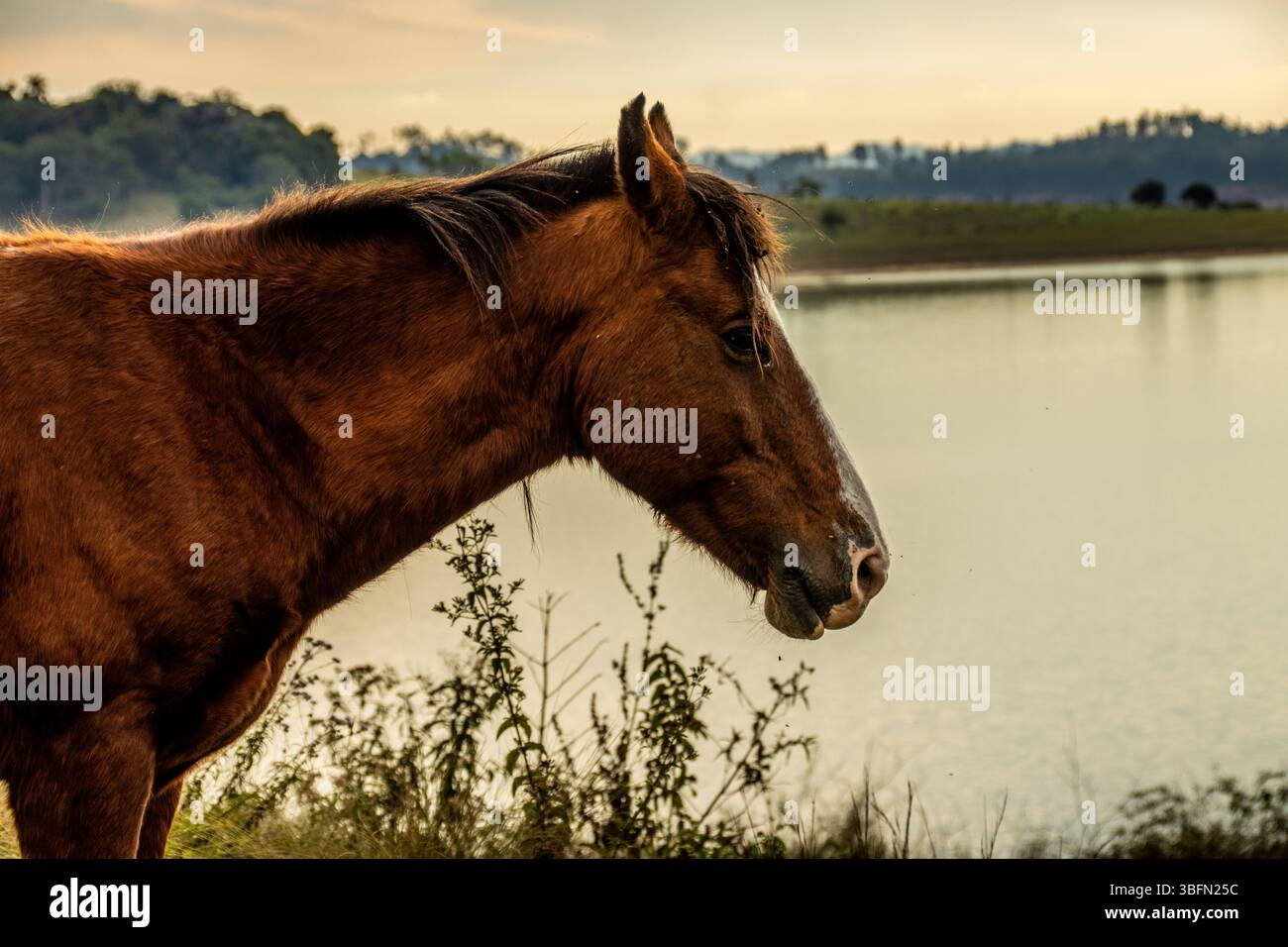 Cavallo solitario in piedi in un tranquillo prato circondato dalla natura Foto Stock
