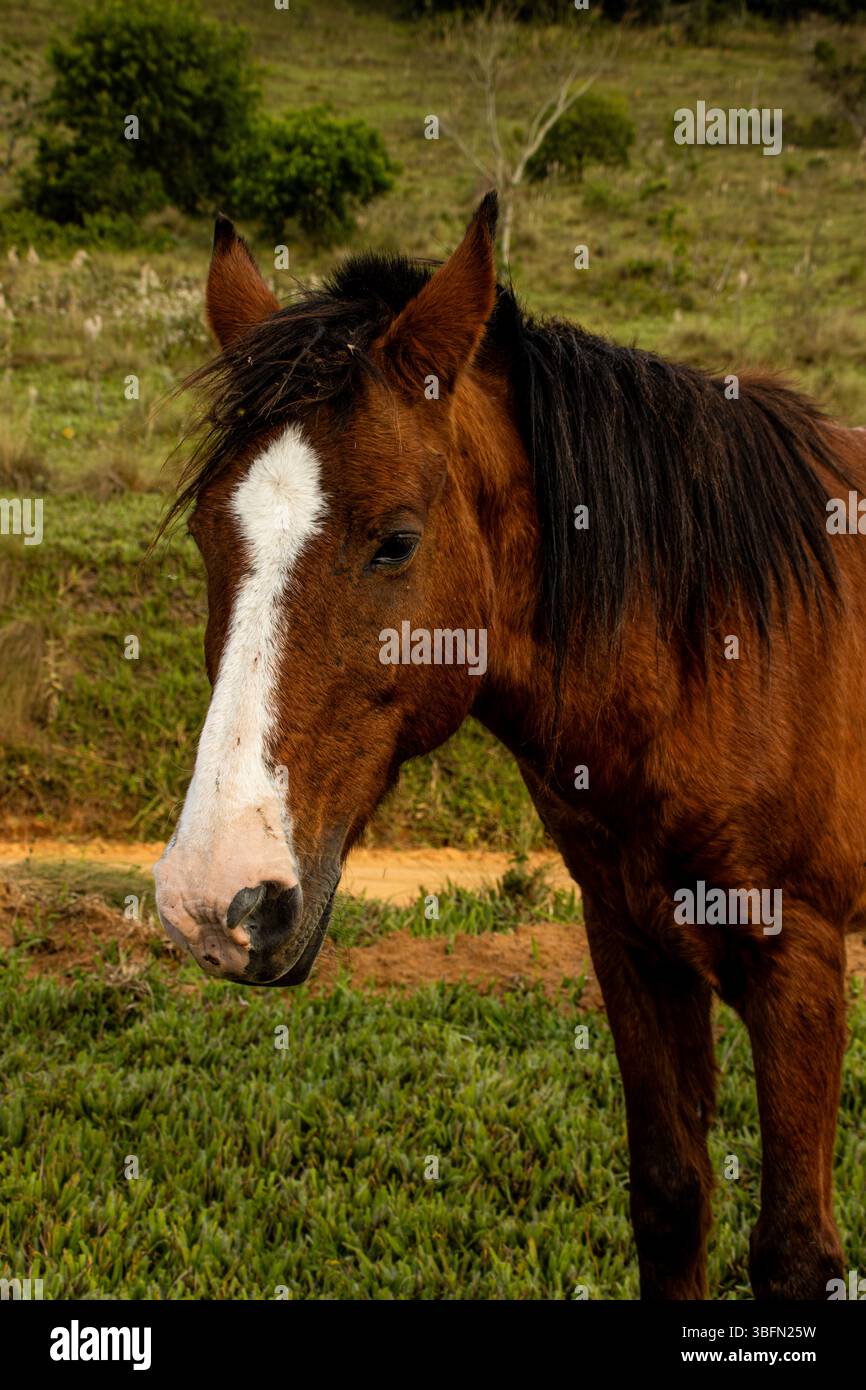 Cavallo solitario in piedi in un tranquillo prato circondato dalla natura Foto Stock