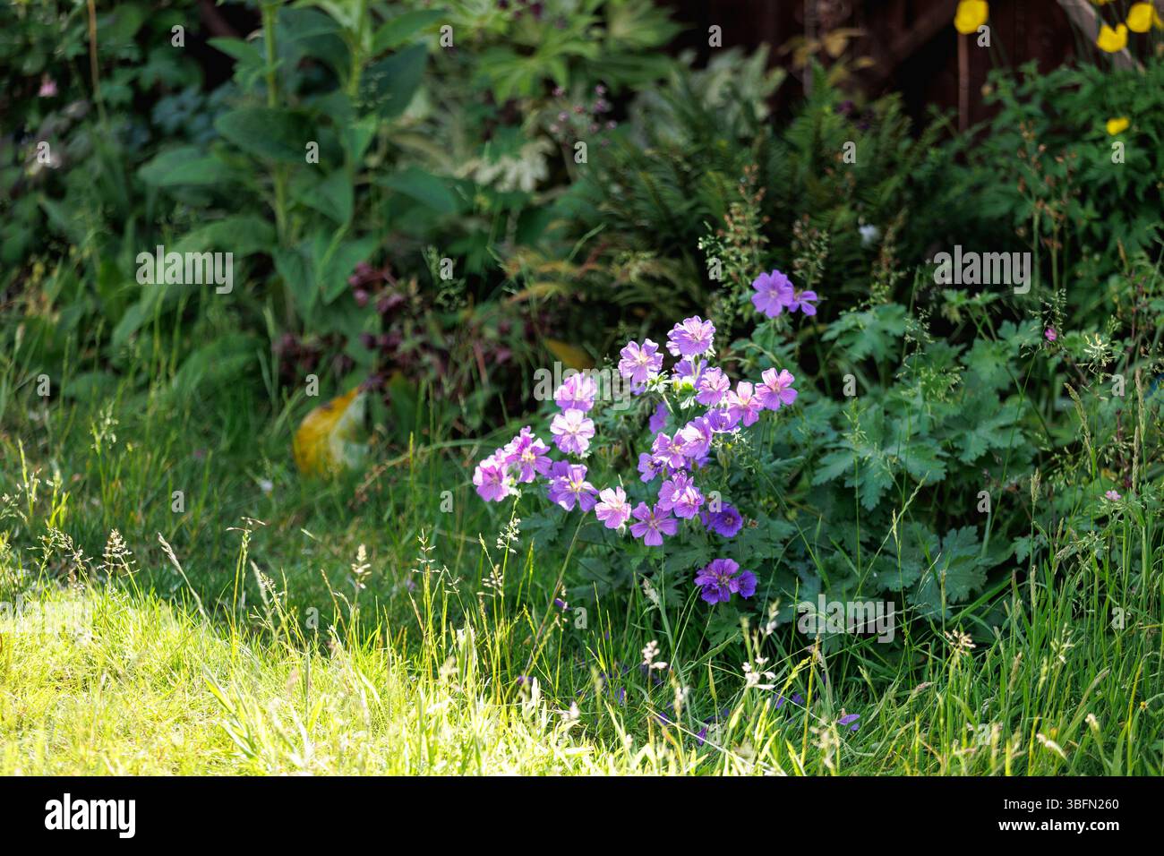 Un prato ricoperto in un giardino britannico durante il mese di maggio (No Mow May) che crea habitat di insetti e consente la crescita di erbacce/piante selvatiche. Foto Stock
