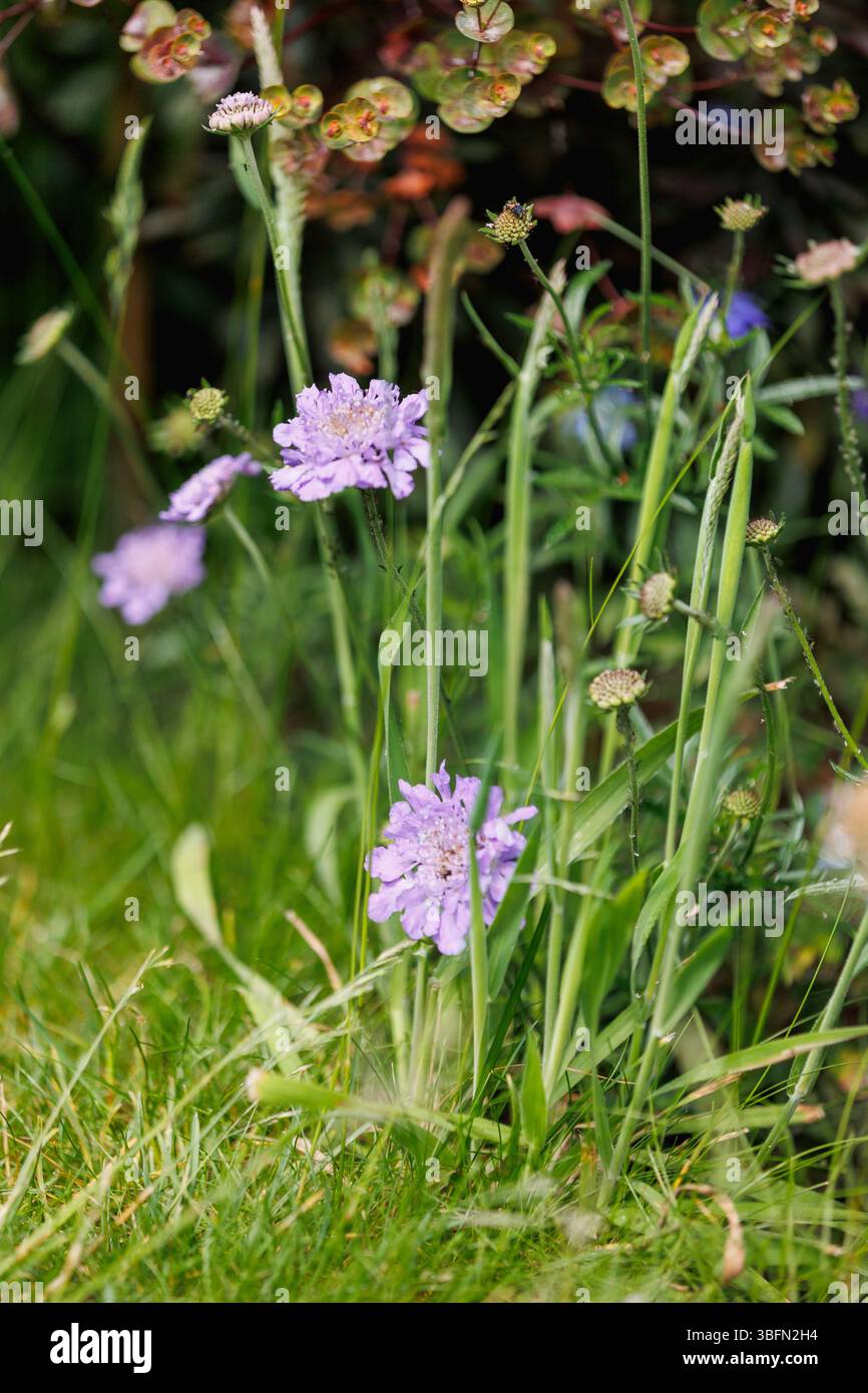 Un prato ricoperto in un giardino britannico durante il mese di maggio (No Mow May) che crea habitat di insetti e consente la crescita di erbacce/piante selvatiche. Foto Stock