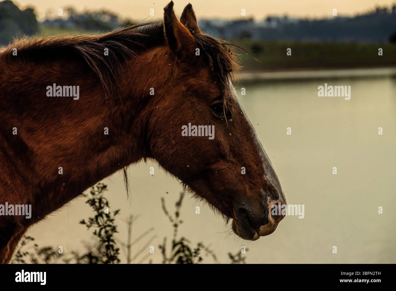 Cavallo bruno in piedi su una tranquilla riva del lago al tramonto, con una calda luce dorata che mette in risalto la sua criniera e la sua espressione pacifica. Foto Stock
