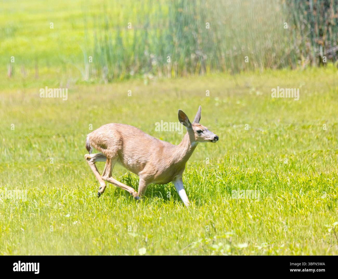 Cervi dalla coda nera che corrono in Grassy Field Foto Stock