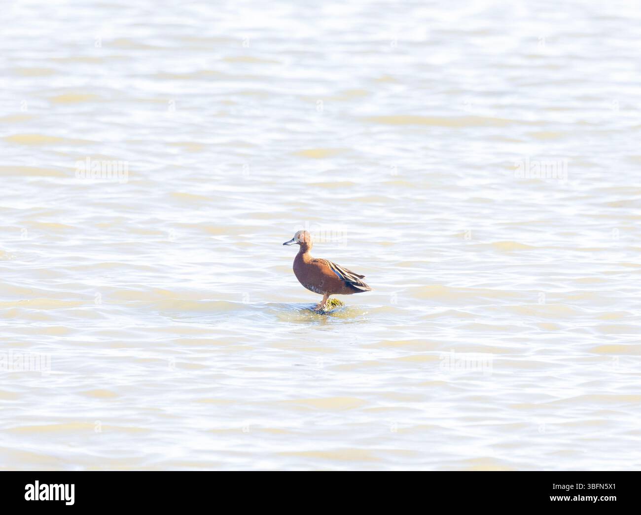 Cinnamon Teal Drake in piedi su una roccia in stagno Foto Stock