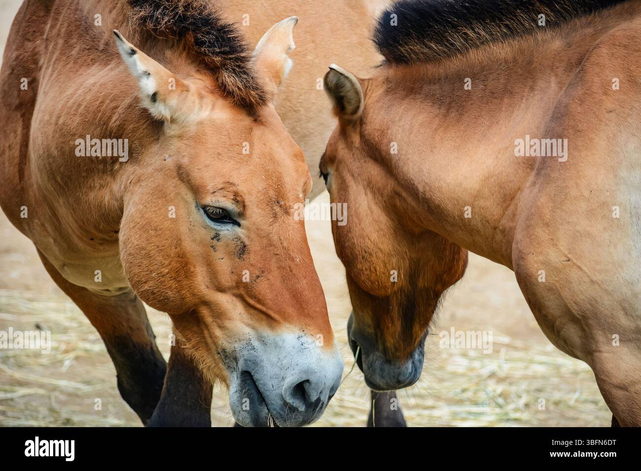 Un dettagliato primo piano dei cavalli di Przewalski, l'ultima specie di cavalli veramente selvaggi, catturati nel loro habitat naturale. Questi animali a rischio di estinzione sono un simbolo di resilienza e conservazione. Foto Stock