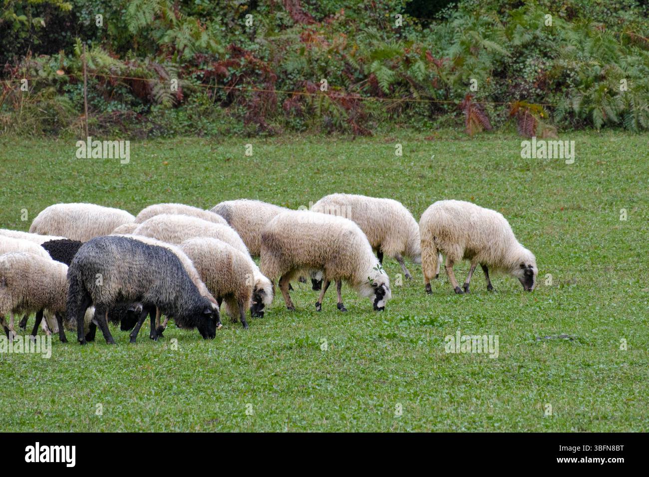 Pecore che pascolano sul prato ai margini della foresta in un giorno di pioggia, Kula-Obrovac-Banja Luka, Bosnia-Erzegovina Foto Stock
