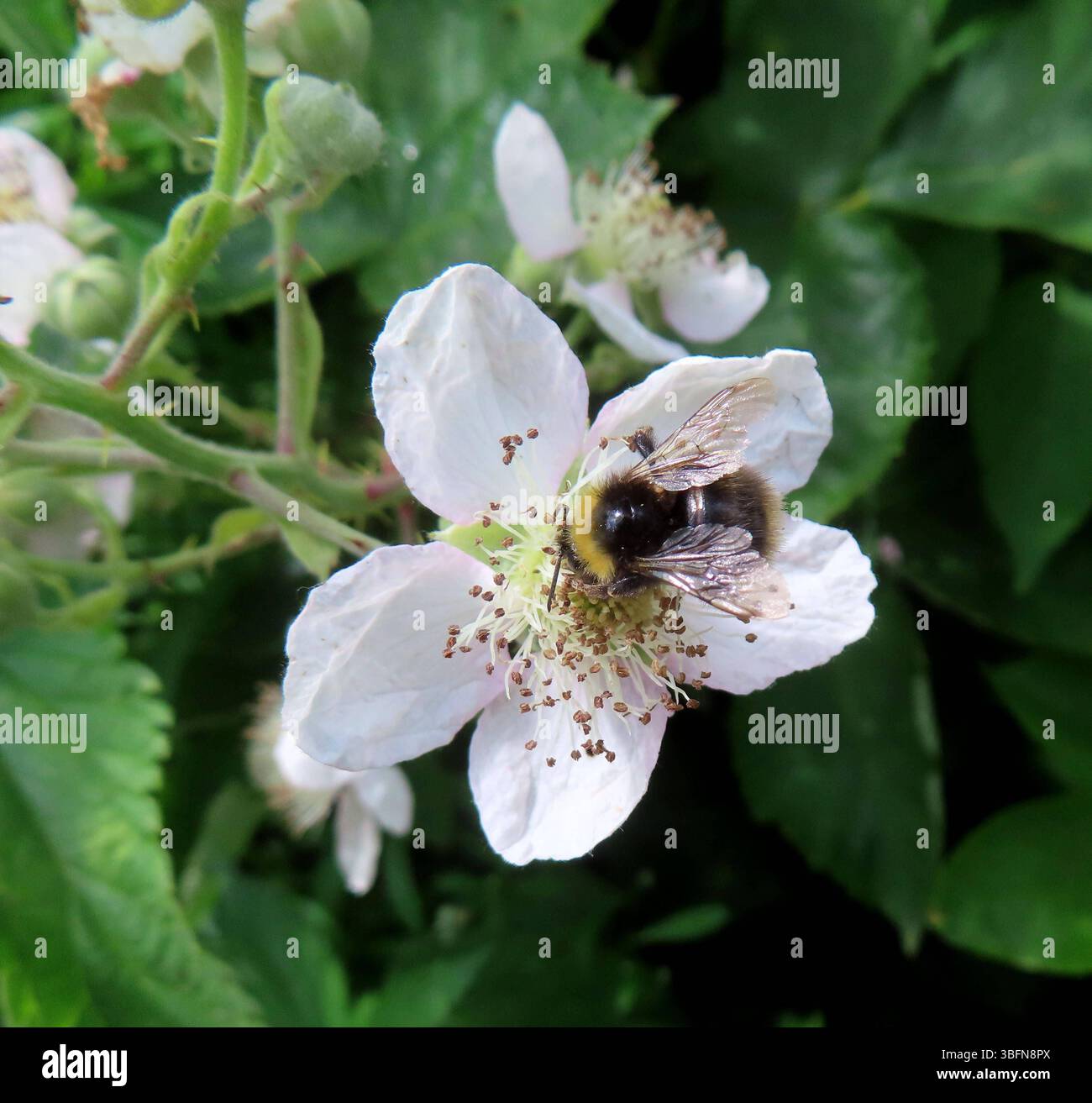...Jetzt ist auch fuer die letzten Insekten-Laangschlaefer die Fruehsommeruhr umgesprungen...ran an die Buletten...holen was die Taschen tragen...den Tierchen geht es im Grunde wie uns Menschen...wir kriegen auch den Hals nicht voll... Erdhummel auf Brombeerbluete **** ora l'orologio dell'inizio dell'estate si è trasformato per l'ultimo insetto i lunghi dormienti prendono le polpette ciò che i sacchetti portano gli animali sono fondamentalmente come noi umani non possiamo avere il collo pieno sia bumblebee su blackberry fioritura Foto Stock