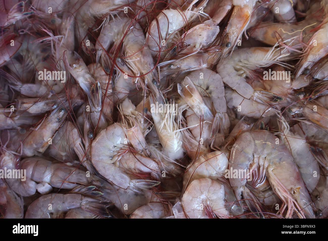Gamberi crudi appena pescati ed esposti alla rinfusa in un mercato di pesce. Immagine ideale per argomenti relativi alla pesca commerciale, ai frutti di mare e alla cucina. Foto Stock