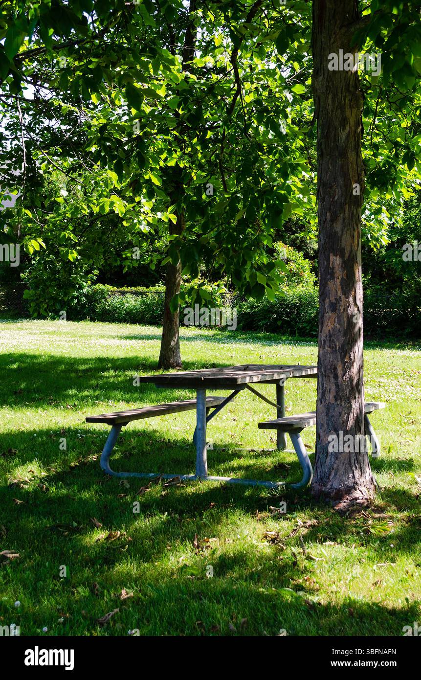 Tavoli da picnic in legno e metallo nel parco pubblico erboso sotto un albero all'ombra in una giornata di sole d'estate. Foto Stock