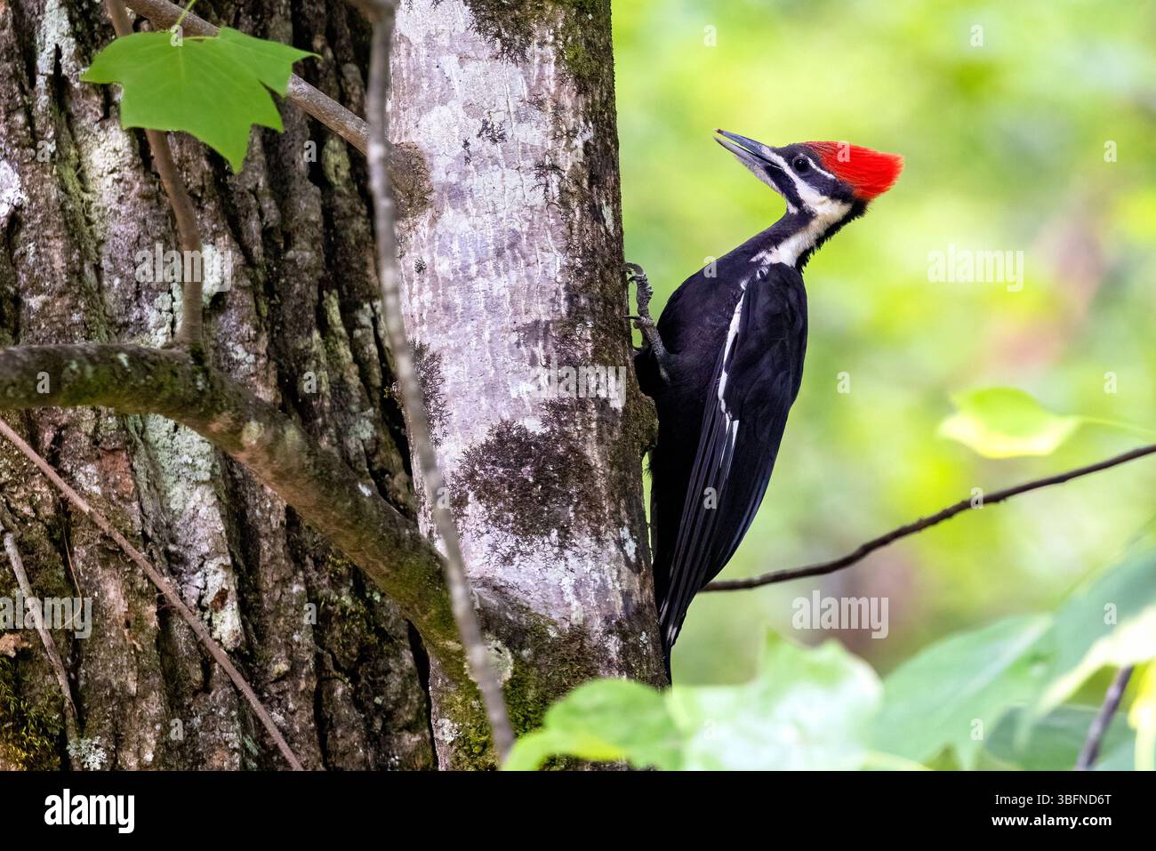 Pipecker pileated (Dryocopus pileatus) [Femminile] - Brevard, Carolina del Nord, Stati Uniti Foto Stock