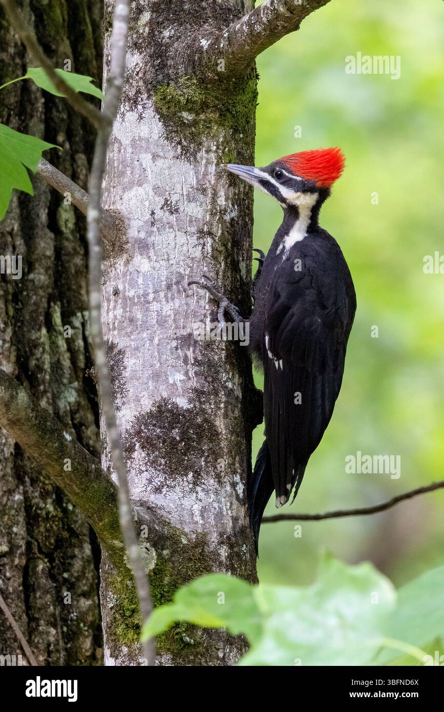 Pipecker pileated (Dryocopus pileatus) [Femminile] - Brevard, Carolina del Nord, Stati Uniti Foto Stock