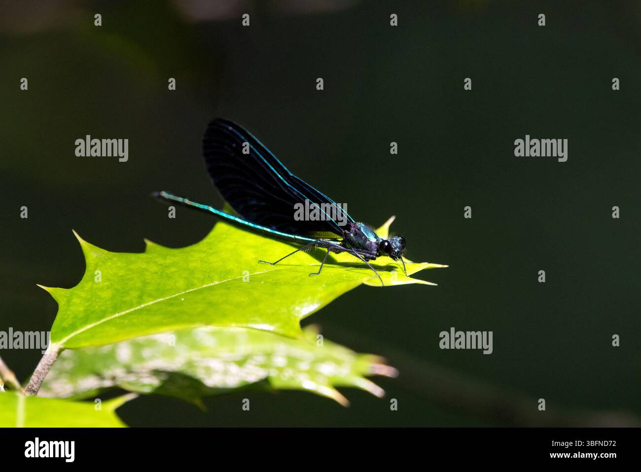 Gioielleria ebony maschile (Calopteryx maculata) - Brevard, North Carolina, USA Foto Stock