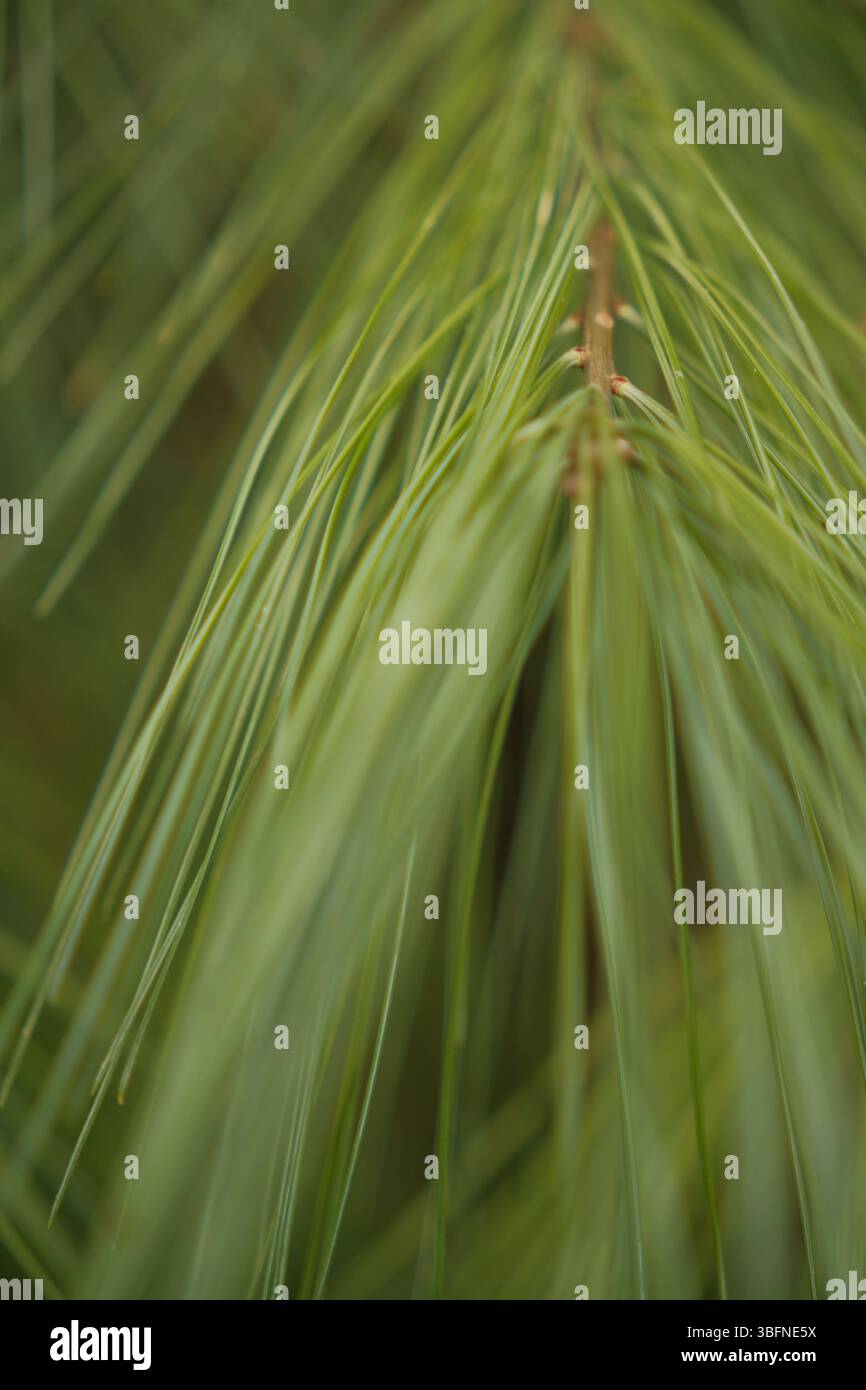 Primo piano di aghi di pino verde con luce naturale soffusa. La profondità di campo ridotta evidenzia la consistenza fine e il colore vibrante degli aghi Foto Stock