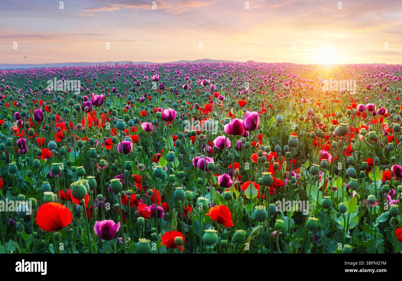 Prato papavero nella bella luce del sole della sera Foto Stock