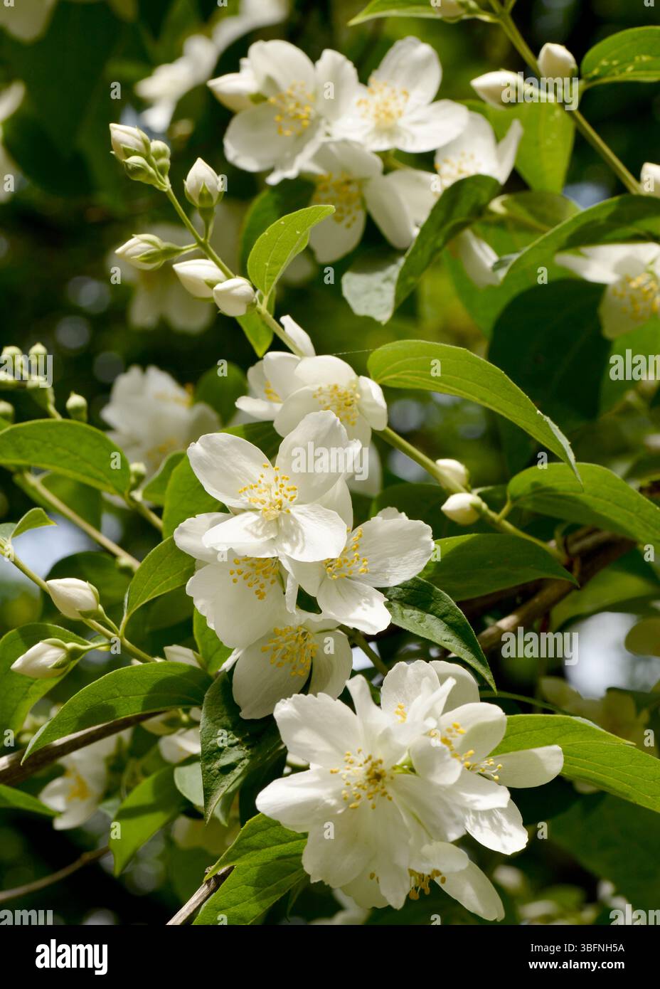 Filadelphus pubescens Arancio Mock foglia con fiori bianchi di primavera arbusto fiorito Foto Stock