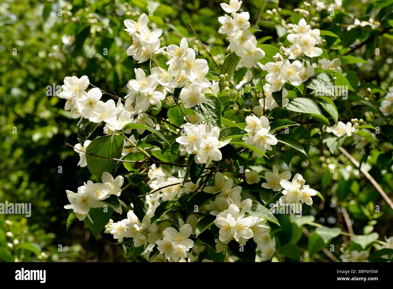Broadleaf Mock Orange Philadelphia pubescens Loisel. Fiori bianchi in fiore in primavera Foto Stock