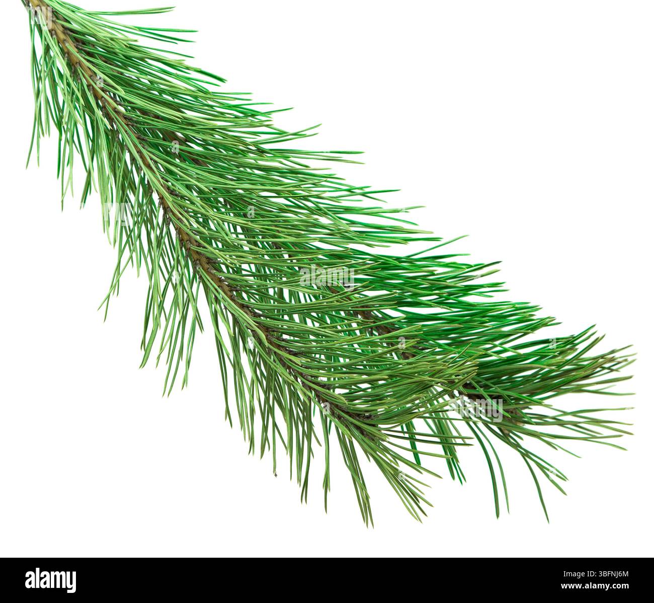 Ramo di pino fresco con aghi verdi isolati su bianco, ideale per decorazioni natalizie, pubblicità e design natalizi. Foto Stock