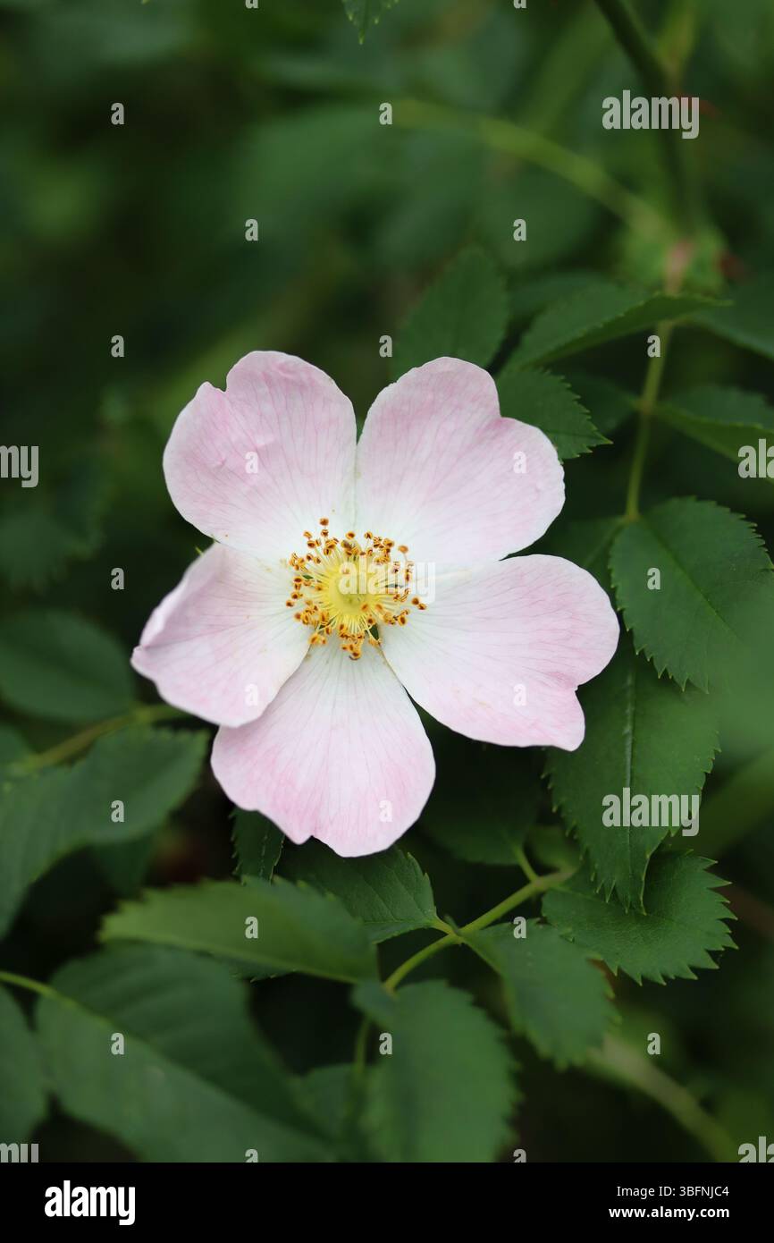 Delicata bellezza di una rosa selvatica in fiore Foto Stock