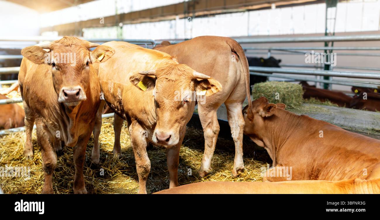 Bestiame di Jersey al chiuso in stalla Foto Stock