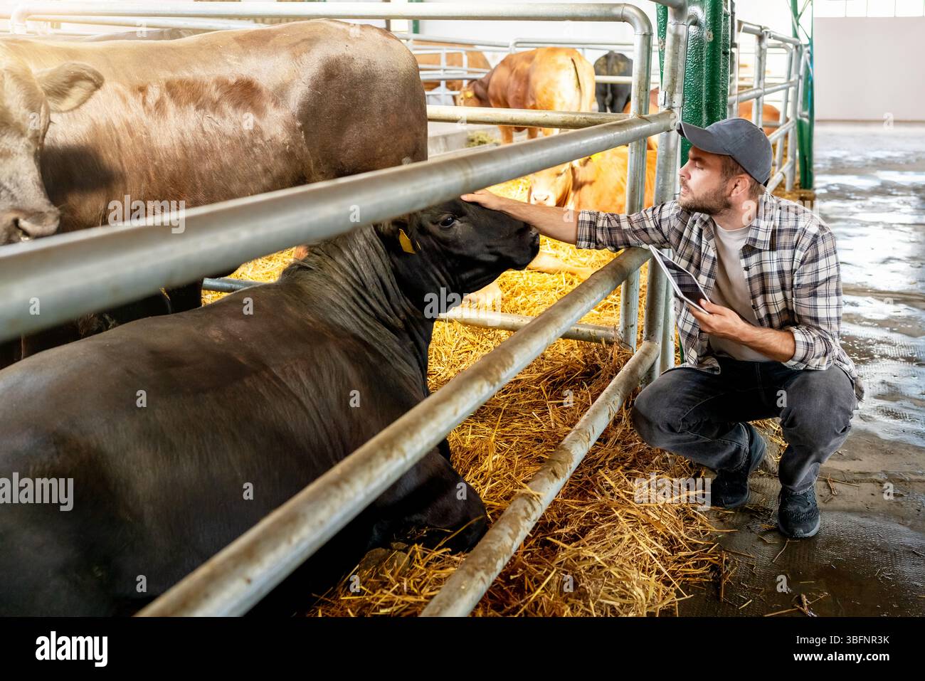 Lavoratore agricolo maschio che ispeziona le mucche in stalla con tablet digitale Foto Stock