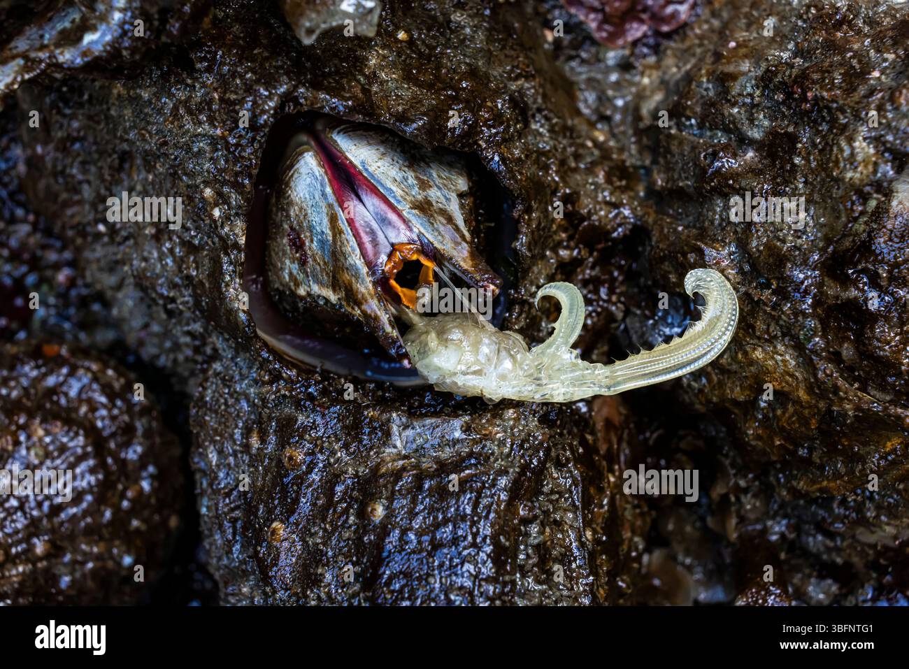 Giant Acorn Barnacle, Balanus nubilus, muta nel Tongue Point Marine Life Sanctuary, stretto di Juan de Fuca, Stato di Washington, Stati Uniti Foto Stock