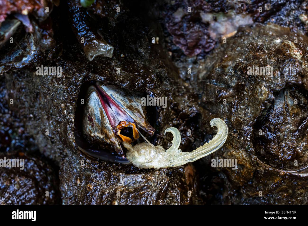 Giant Acorn Barnacle, Balanus nubilus, muta nel Tongue Point Marine Life Sanctuary, stretto di Juan de Fuca, Stato di Washington, Stati Uniti Foto Stock