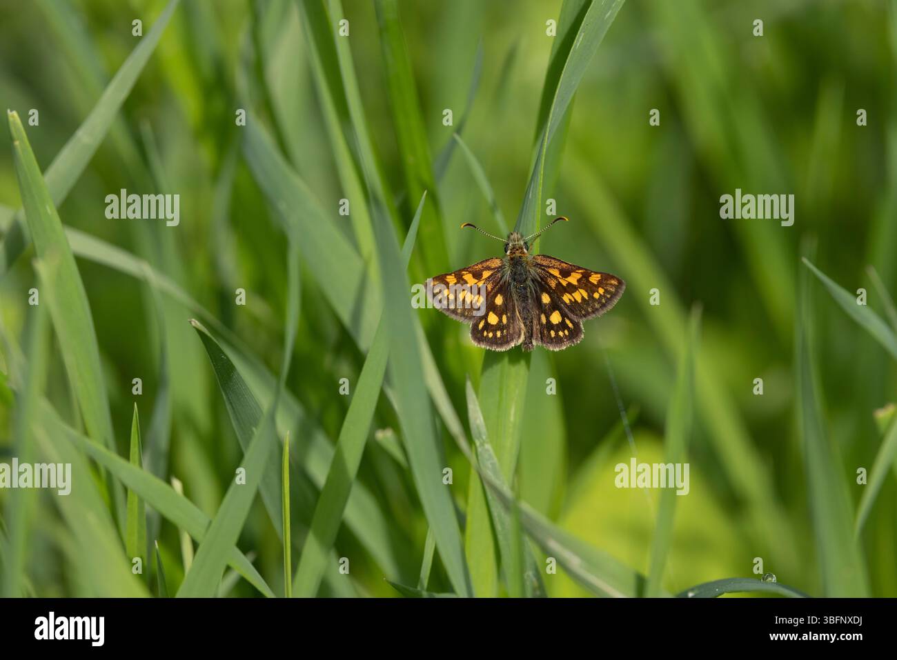 Scacchiera Carterocephalus palaemon, imago Basking, Șinca Nouă, Brașov, Romania, maggio Foto Stock