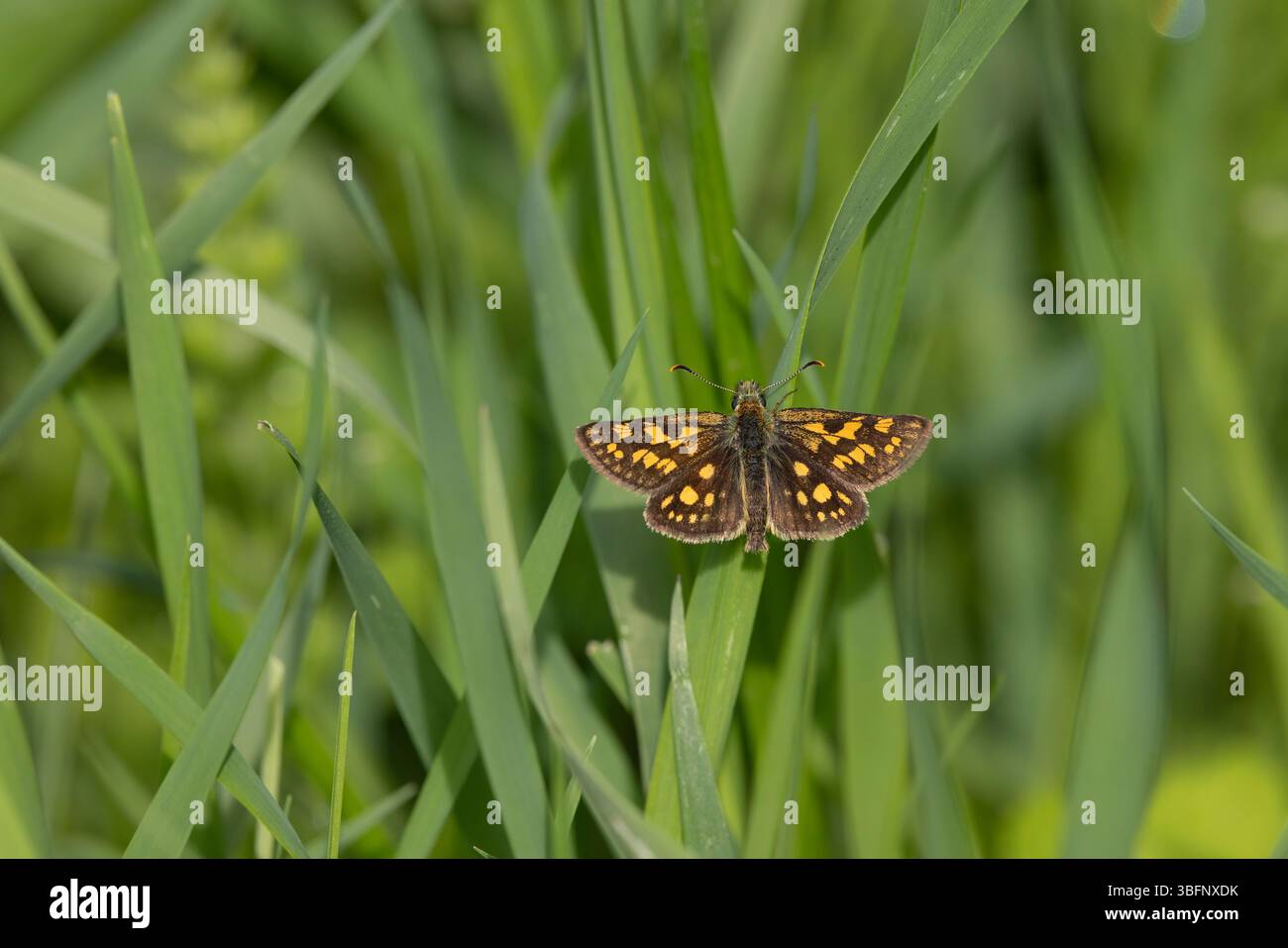 Scacchiera Carterocephalus palaemon, imago Basking, Șinca Nouă, Brașov, Romania, maggio Foto Stock