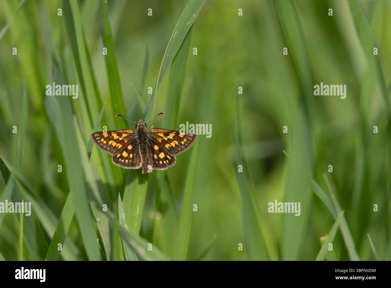 Scacchiera Carterocephalus palaemon, imago Basking, Șinca Nouă, Brașov, Romania, maggio Foto Stock