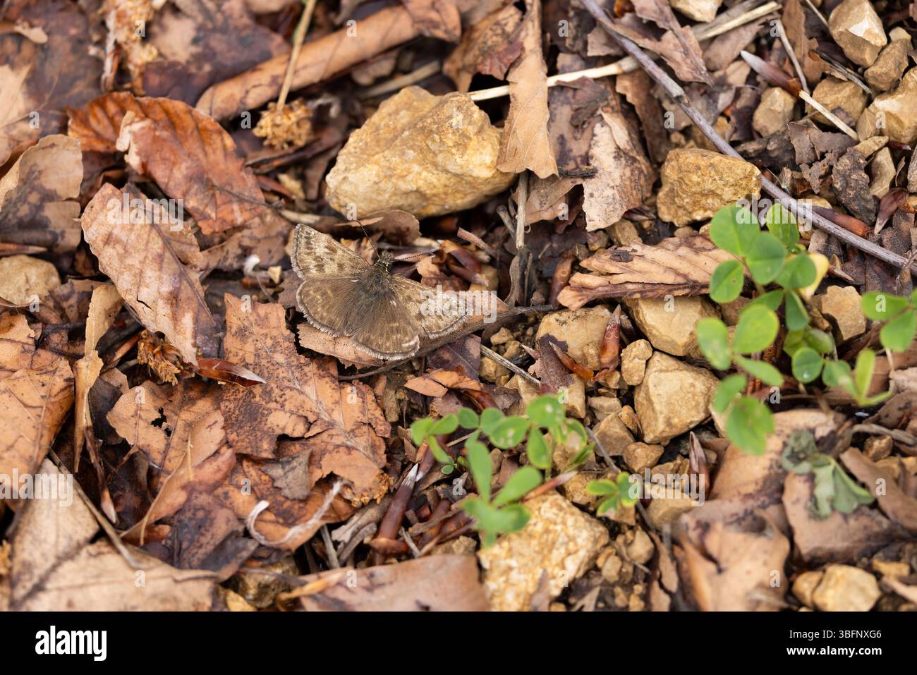 Scampo Erynnis Tages, imago Basking, Șinca Nouă, Brașov, Romania, maggio Foto Stock