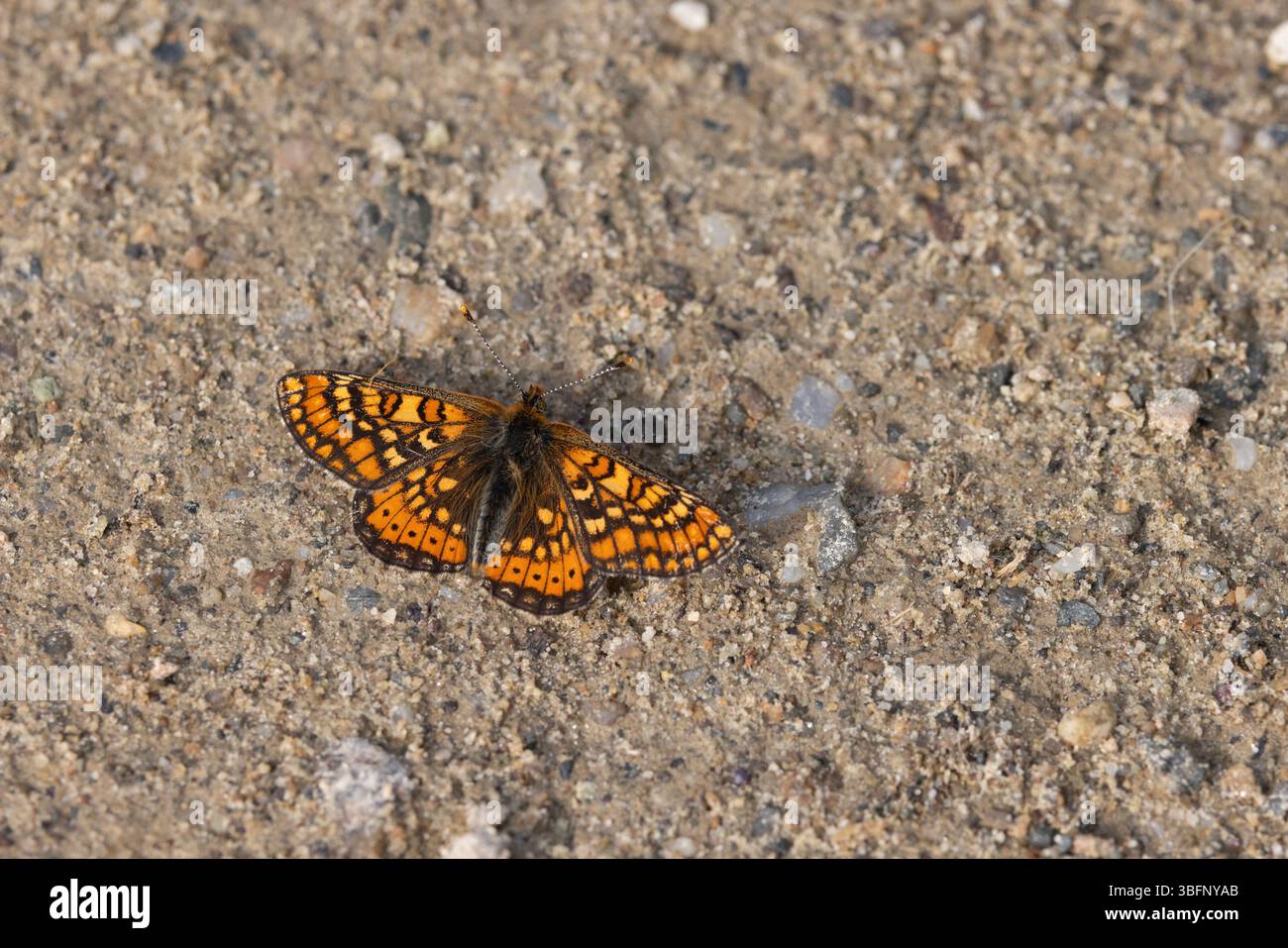 Marsh fritillary Euphydryas aurinia, imago Basking, Șinca Nouă, Brașov, Romania, maggio Foto Stock