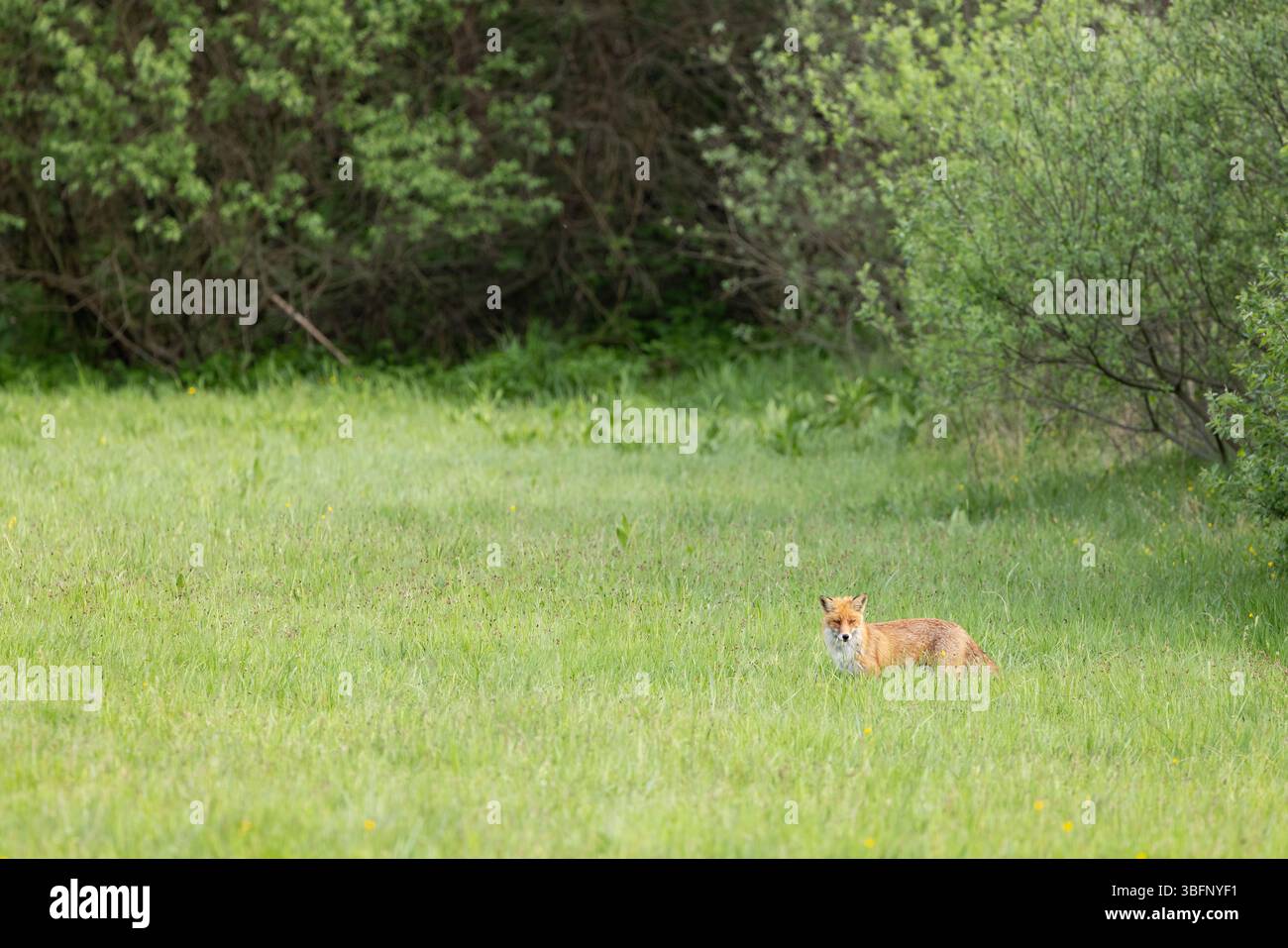Red Fox Vulpes vulpes, adulto che si forgia nel prato, Șinca Nouă, Brașov, Romania, maggio Foto Stock
