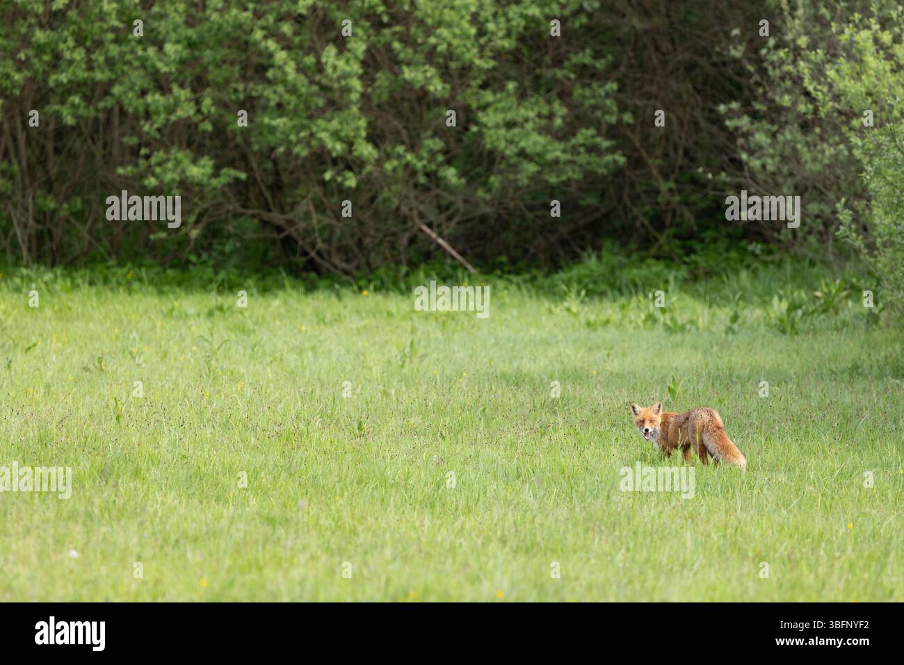 Red Fox Vulpes vulpes, adulto che si forgia nel prato, Șinca Nouă, Brașov, Romania, maggio Foto Stock