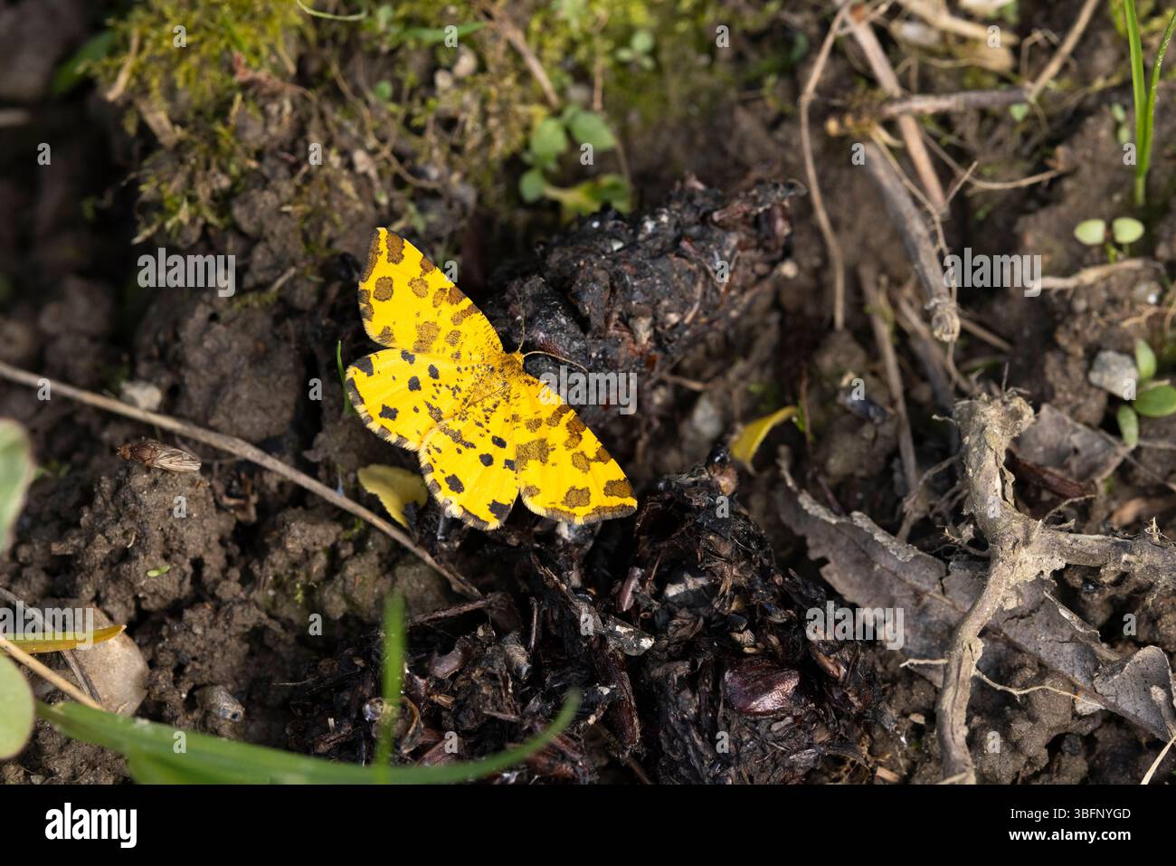 Pseudopanthera macularia giallo macularia, imago basking, Șinca Nouă, Brașov, Romania, maggio Foto Stock