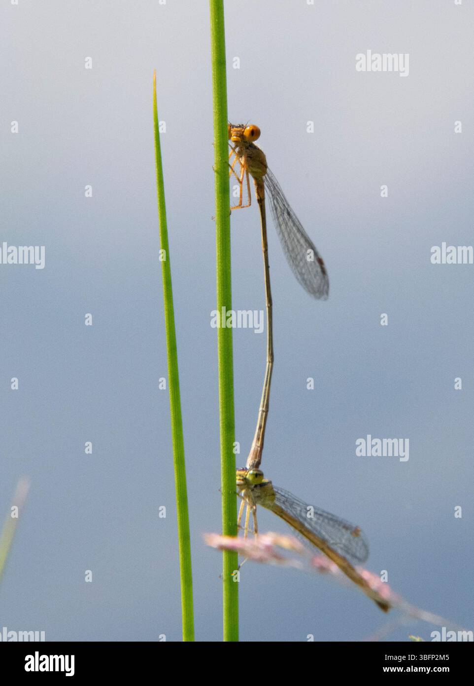 Orange Bluet Damselflies post-accoppiamento nel Washburn Memorial Park, Marion, Massachusetts Foto Stock