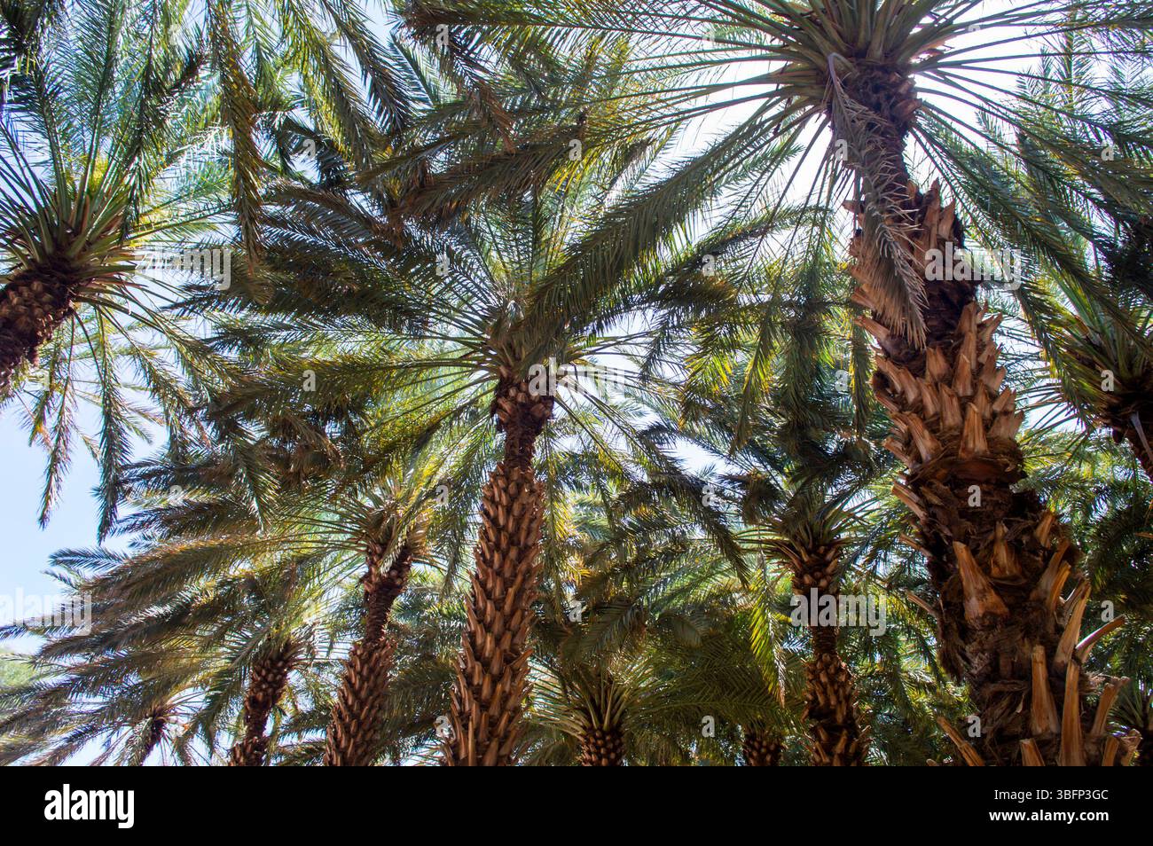 Vista verso l'alto dei sontuosi alberi da dattero presso l'Alula Oasis Heritage Trail dell'Arabia Saudita in una giornata di sole. Foto Stock