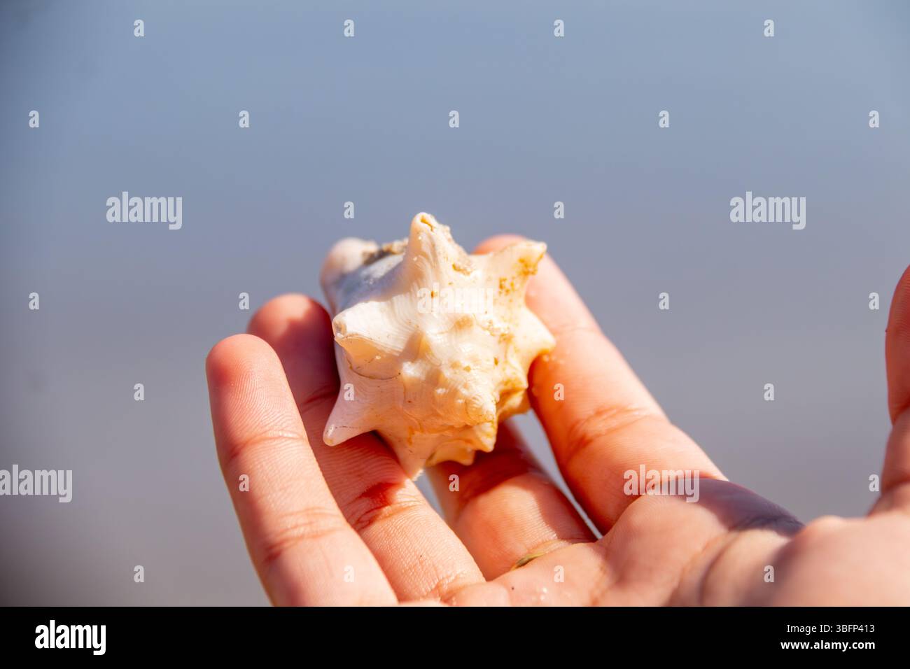 Conchiglie sulla spiaggia di Moreninha a Rio de Janeiro, Brasile. Foto Stock