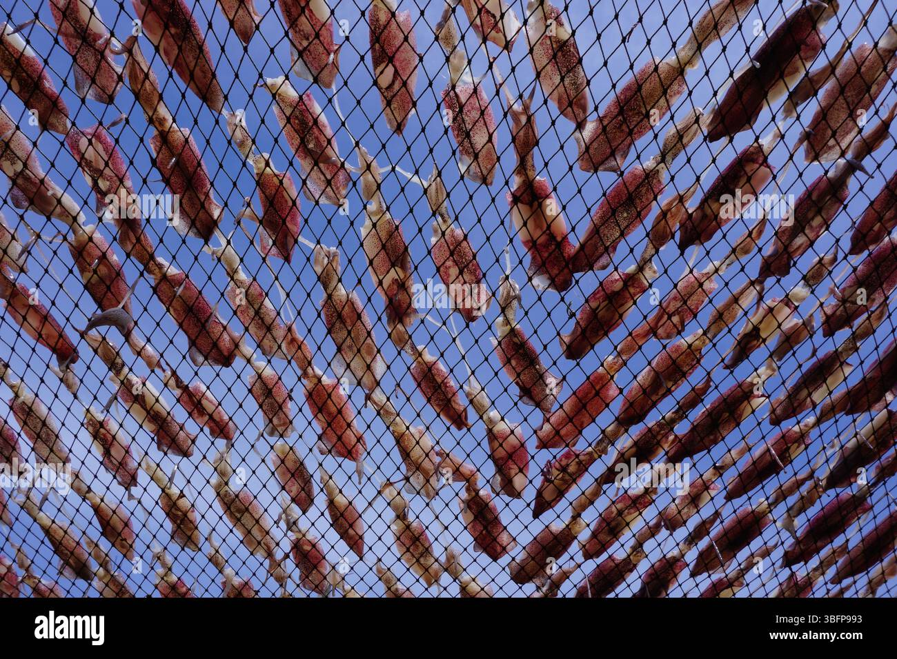 essiccare i calamari sulla rete, i calamari giacevano sulla rete Foto Stock