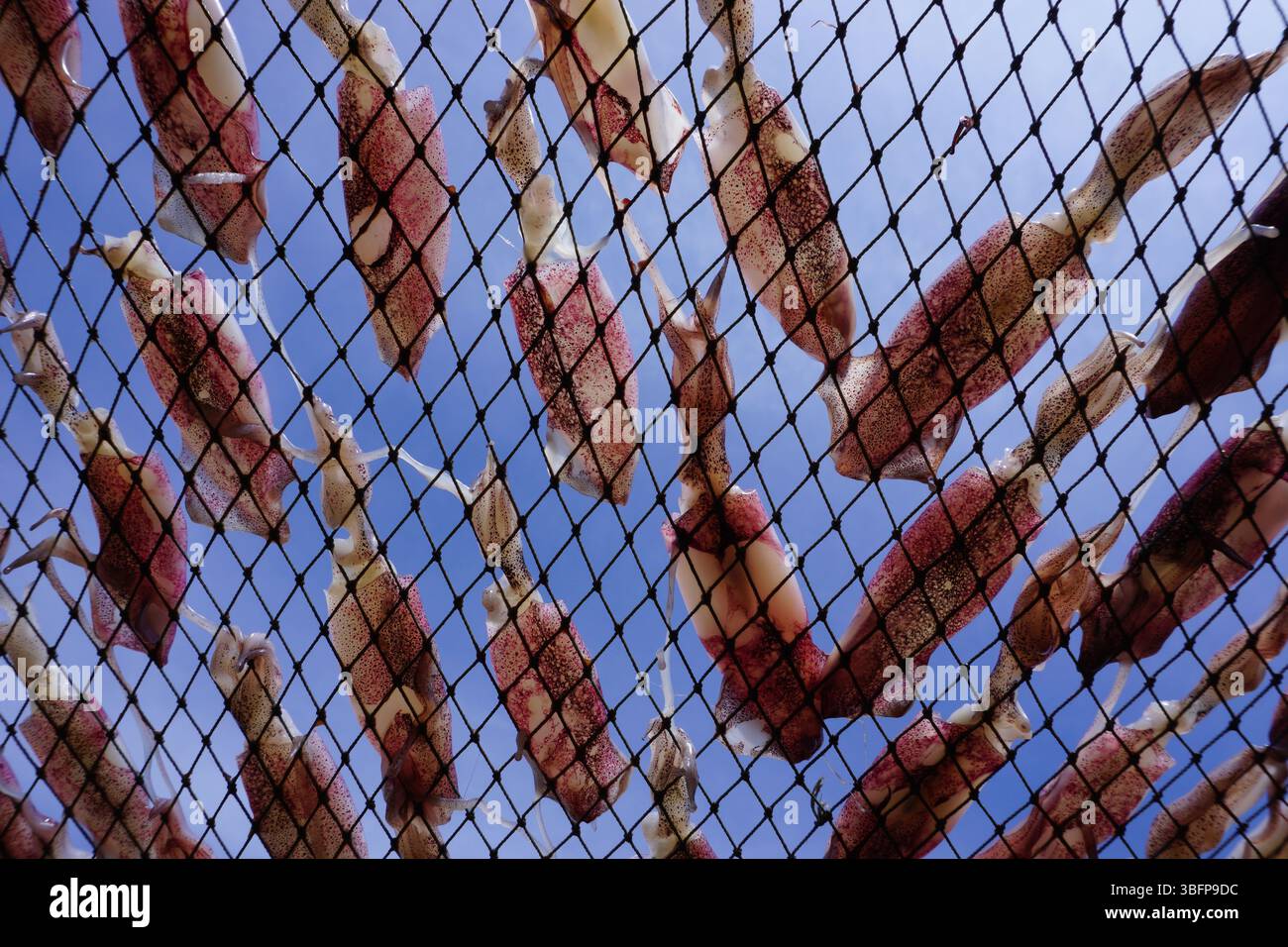 essiccare i calamari sulla rete, i calamari giacevano sulla rete Foto Stock
