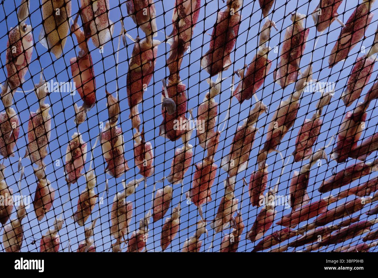 essiccare i calamari sulla rete, i calamari giacevano sulla rete Foto Stock